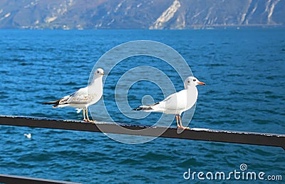 Seagulls sitting on the shore Stock Photo
