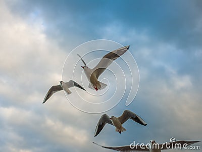 Seagulls in the sky many seagulls and one seagull in beautiful light at sunset and in the clouds Stock Photo