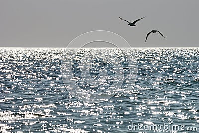 Seagulls soaring above the sea in rays of the sun Stock Photo