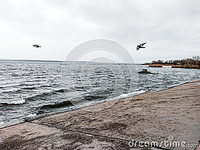 seagulls soaring on the sea Stock Photo