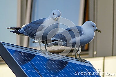 Seagulls on solar panel Stock Photo