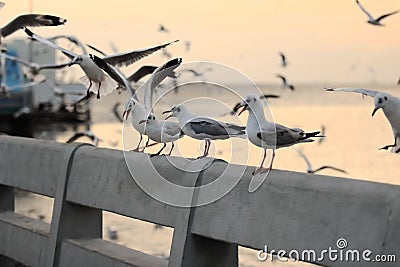 Seagulls standing on stone fence on the seaside Science name is Charadriiformes Laridae . Selective focus and shallow depth of Stock Photo
