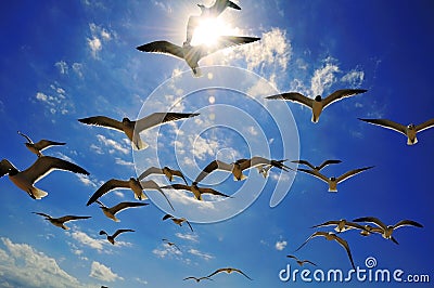 Gliding flock of Seagulls and Sunlight Stock Photo