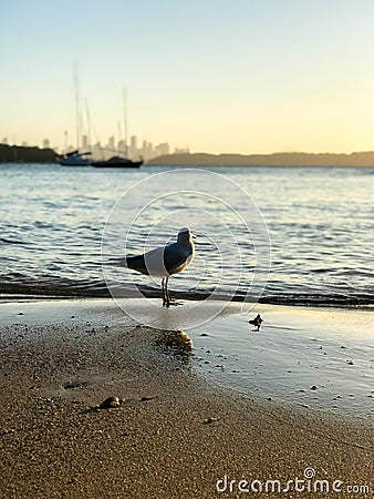 Seagulls at sunset on the beach, view of Sydney city at Watsons bay in Sydney. Stock Photo