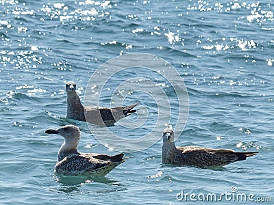 Seagulls swaying on the sea waves are a good sign - for good, windless weather. Stock Photo