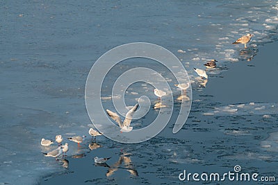 Seagulls at winter on ice. Frozen Copenhagen canal. Cold sunny winter day in Denmark Europe Stock Photo