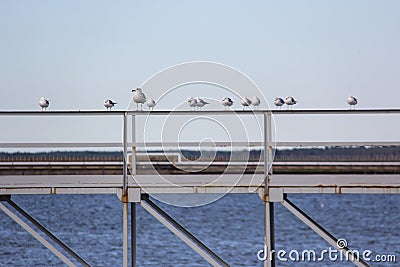 Seaguls on bridge Stock Photo