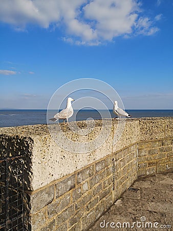 Seaguls on the coast Stock Photo