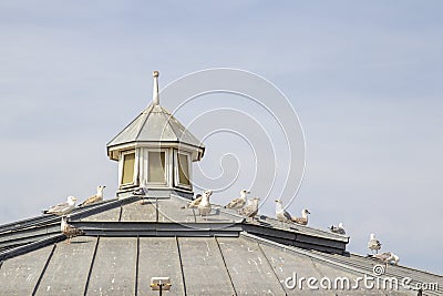 Seaguls on rooftop in Margate, England Editorial Stock Photo