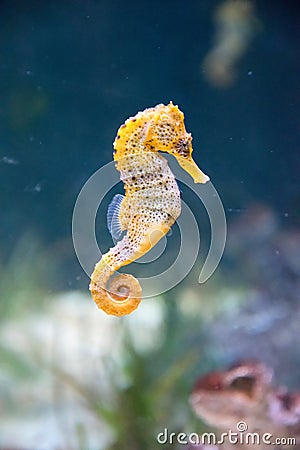 Seahorse Stock Photo