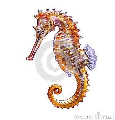 Seahorse, Hippocampus Cartoon Illustration