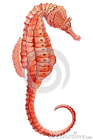 Seahorse on isolated white background, watercolor illustration Cartoon Illustration