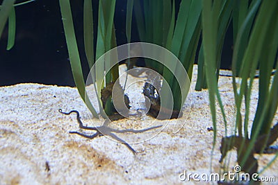 Sea horse and starfish in the sand Stock Photo