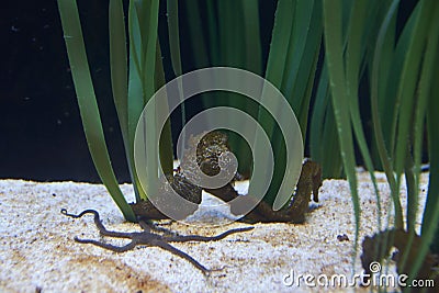 Sea horse and starfish in the sand Stock Photo