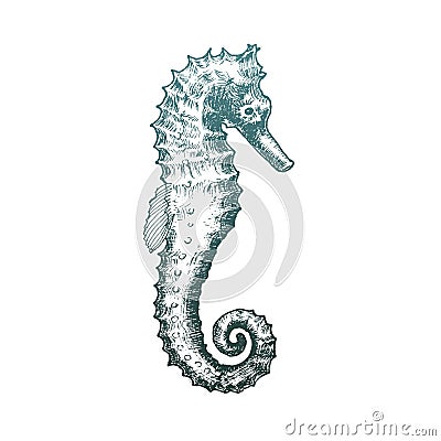 Seahorse with Swirling Tail Vector Sketched Illustration Vector Illustration