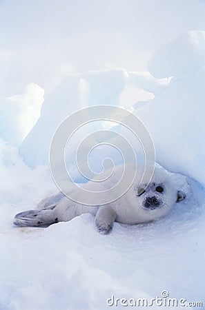 Seal Stock Photo