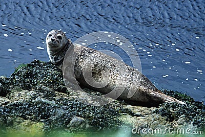 Seal Stock Photo
