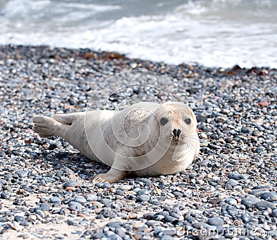 Seal baby laying on the beach Stock Photo