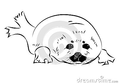 Seal baby Vector Illustration