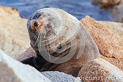 Seal in Narooma Inlet Australia Stock Photo