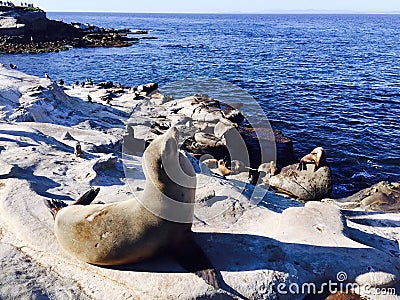 Seal on beach at La Jolla, San Diego California USA Stock Photo