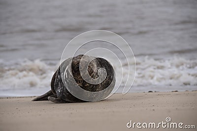 Seal on the beach in Norfolk at sunset Stock Photo