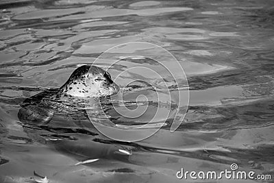 Seal black and white animals portraits Stock Photo