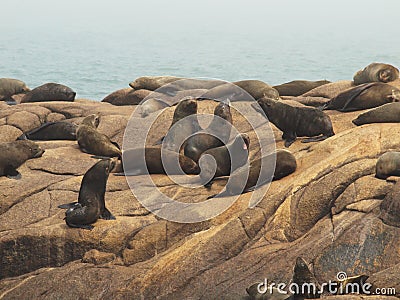 Seal colony Stock Photo