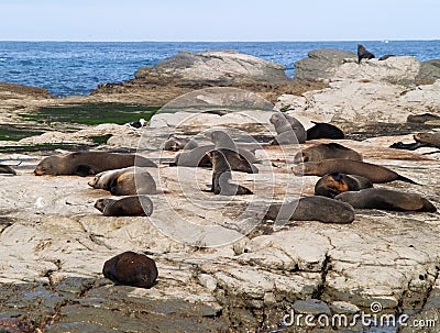 Seal colony Stock Photo