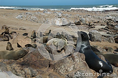 Seal colony at the beach Stock Photo