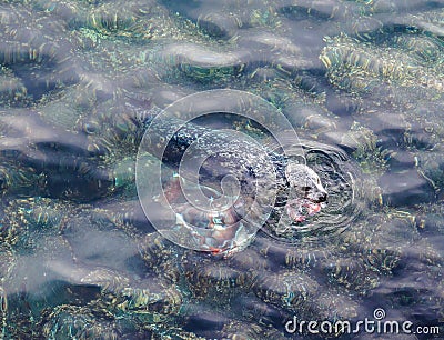 Seal eating Giant Pacific Octopus Stock Photo