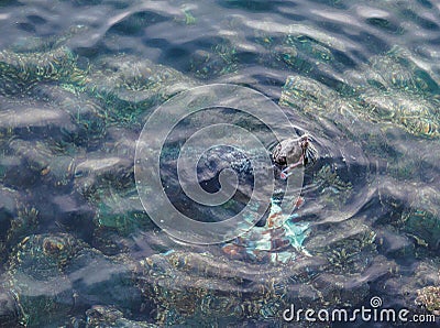 Seal eating Giant Pacific Octopus Stock Photo