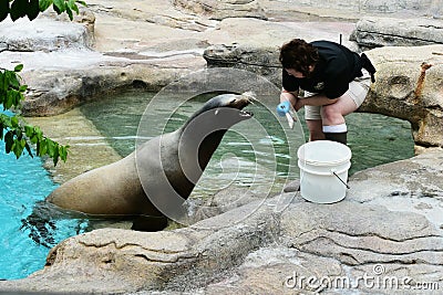 Seal Feeding Time Editorial Stock Photo