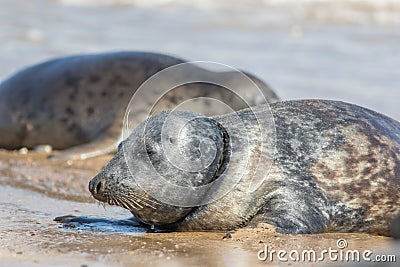 Seal with fishing net line caught around neck. Sad animal welfare image Stock Photo