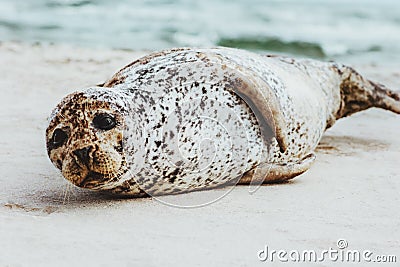 Seal funny animal relaxing on sandy beach in Denmark Stock Photo