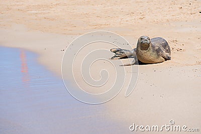 Seal in Hawaii Stock Photo