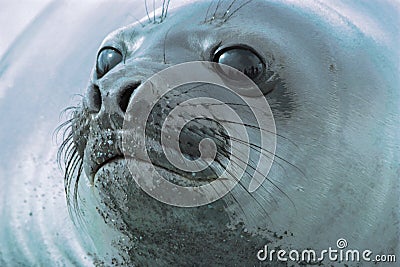 Seal head Stock Photo
