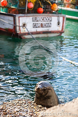Seal in Kalk Bay Harbour with fishing boat Editorial Stock Photo