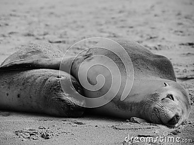 Seal lion cuddly Stock Photo