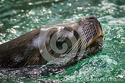 Seal lion portrait Stock Photo