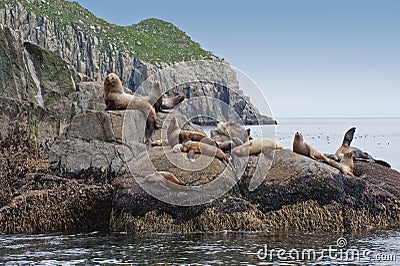 Seal lions on rocky shoreline Stock Photo