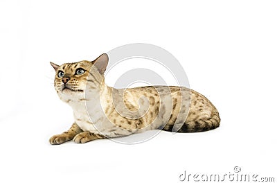 Seal Mink tabby Bengal Domestic Cat, Male against White Background Stock Photo