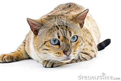 Seal Mink Tabby Bengal Domestic Cat, Male with Blue Eyes laying against White Background Stock Photo