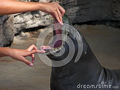 Seal mouth Stock Photo