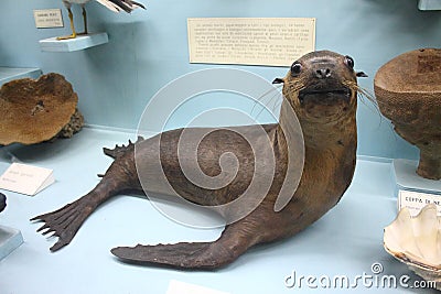 Seal at the Natural History Museum Editorial Stock Photo