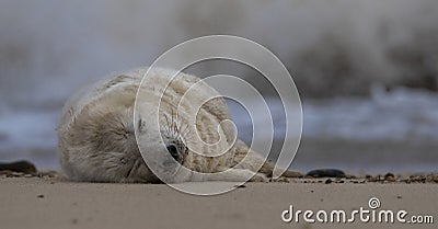 Seal on norfolk beach uk Stock Photo