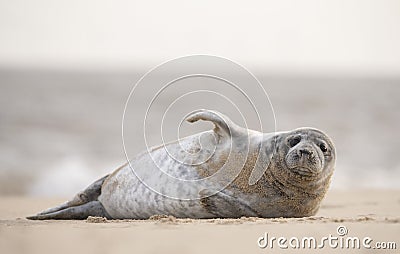 Seal on norfolk beach uk Stock Photo