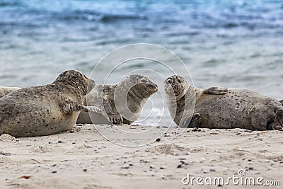 Helgoland, Dune Island, Halichoerus grypus - three seals lying on a beautiful clear sandy beach and looking. In the background bea Stock Photo