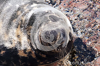 Seal (Pinnipeds, often generalized as seals) Stock Photo