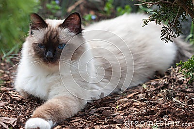 A seal point Birman cat, 1 year old cat , male with blue eyes lying on dry crushed bark in garden Stock Photo